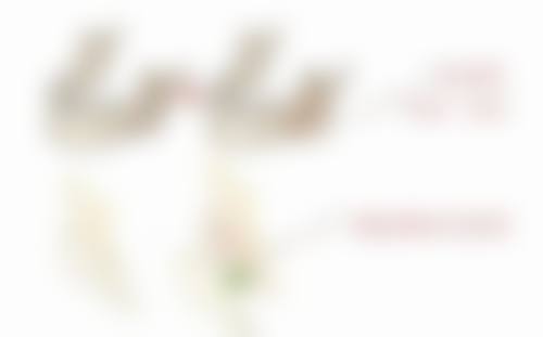 郑华 山医生执医荣誉