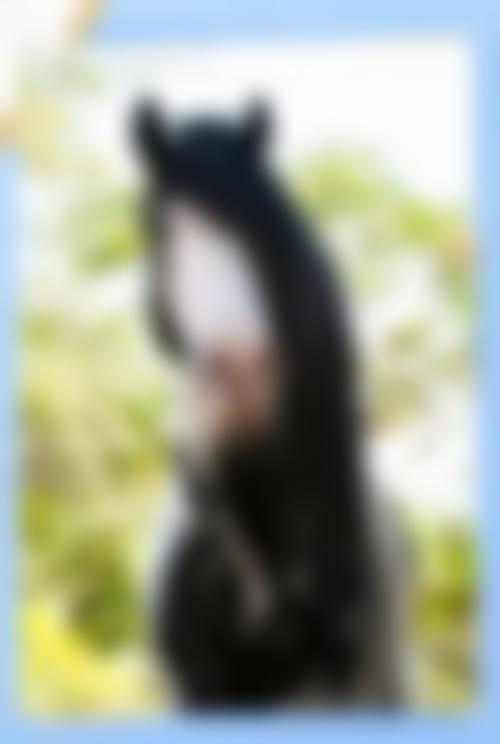 北京约翰金清木植发收费价格表